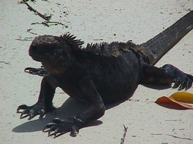 Black Iguana